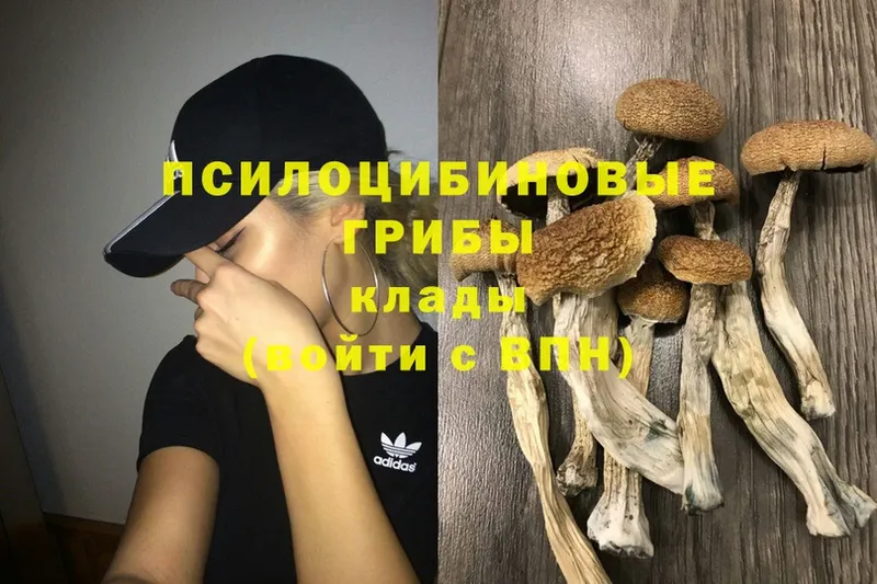 ОМГ ОМГ зеркало  Балтийск  Галлюциногенные грибы Psilocybine cubensis 